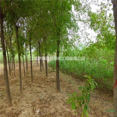 江蘇白蠟8-15公分規(guī)格在園林綠化工程中的應(yīng)用