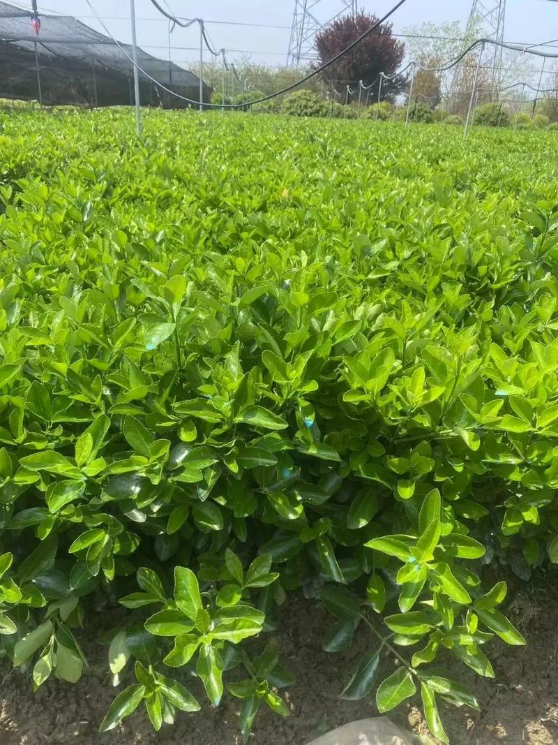 全網(wǎng)搜索苗木有緣人 園林綠化工程與廠房綠化的專業(yè)設(shè)計與施工