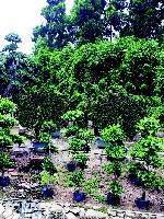 貴陽金箐園林綠化工程 專業(yè)服務(wù)，打造綠色生態(tài)空間