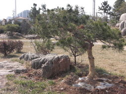 山東大樹園林景觀工程 假山產(chǎn)品的藝術(shù)與綠化融合