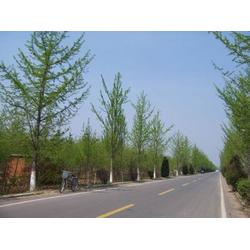 優(yōu)質(zhì)園林綠化工程 武昌道路綠化與龍勝物業(yè)的專業(yè)服務(wù)