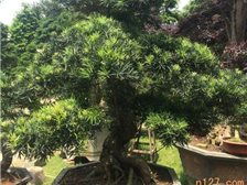湖南長沙市雨花區(qū)精彩園林綠化苗木場 城市綠化的專業(yè)伙伴與一站式園林工程服務(wù)商